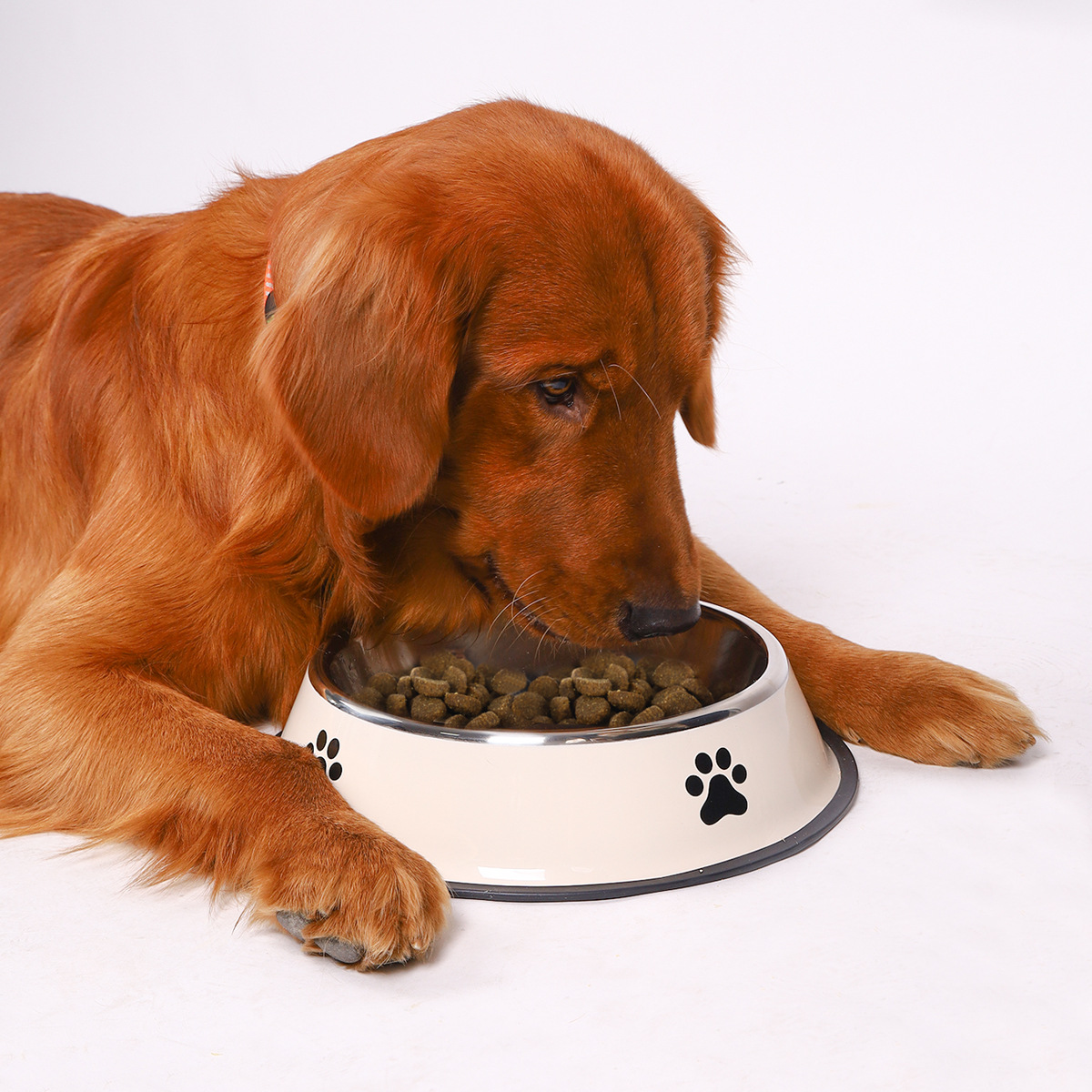 Miska dla zwierząt ze stali ni – Pet Supplies Plus recenzja i cena